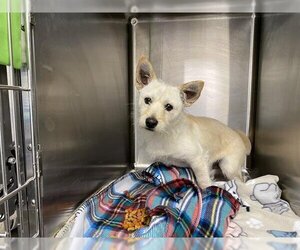 Rat Terrier Dogs for adoption in Rosenberg, TX, USA