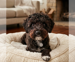 Small Mutt