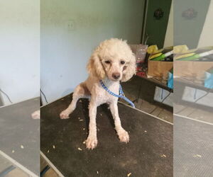 Poodle (Toy) Dogs for adoption in Bonifay, MO, USA