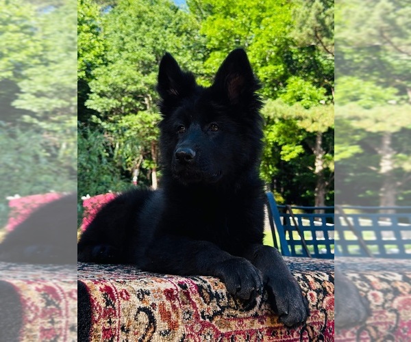 Medium Photo #2 German Shepherd Dog Puppy For Sale in GADSDEN, AL, USA