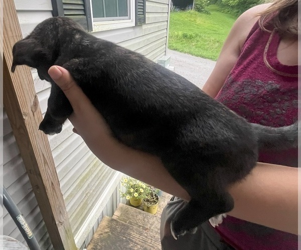 Medium Photo #11 French Bullhuahua Puppy For Sale in SPRAGGS, PA, USA