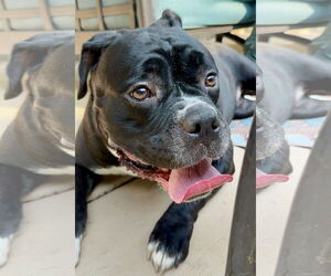 Bullypit Dogs for adoption in Citrus Heights, CA, USA