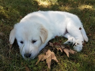 Goberian Puppy for sale in ADEL, IA, USA
