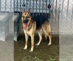 Small #1 German Shepherd Dog