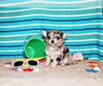 Puppy Dozer Chihuahua