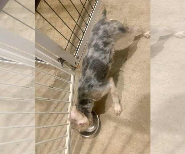 Medium Photo #5 Shih Tzu-Unknown Mix Puppy For Sale in Santa Clarita, CA, USA