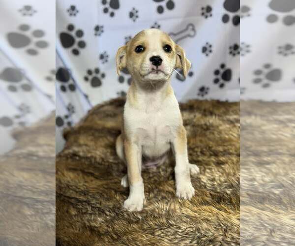 Medium Photo #3 Beagle-Unknown Mix Puppy For Sale in SHERBURNE, NY, USA