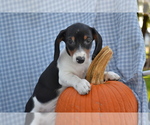Small #4 Dachshund