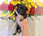 Small Photo #3 Chihuahua Puppy For Sale in NEWVILLE, PA, USA