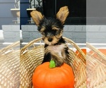 Puppy Puppy 1 Yorkshire Terrier