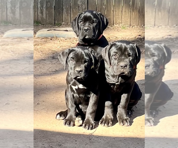 Medium Photo #1 Cane Corso Puppy For Sale in FAIRBURN, GA, USA
