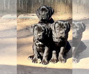 Boerboel Puppy for sale in FAIRBURN, GA, USA