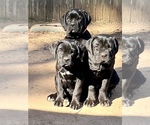 Small Photo #1 Cane Corso Puppy For Sale in FAIRBURN, GA, USA