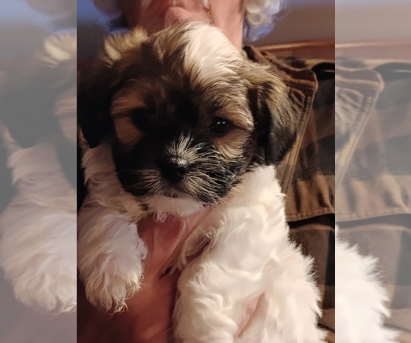 Medium Photo #2 Havapoo Puppy For Sale in POLO, MO, USA