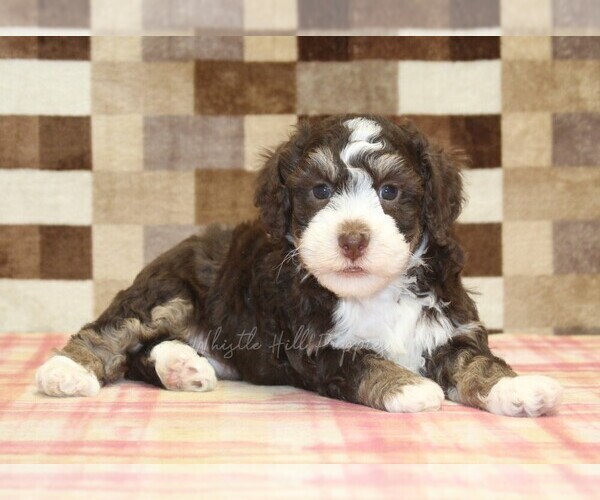 Medium Photo #2 Bernedoodle (Miniature) Puppy For Sale in DENVER, PA, USA