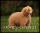 Small Photo #42 Poodle (Miniature) Puppy For Sale in COPPOCK, IA, USA