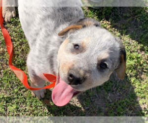 Mutt Dogs for adoption in McKinney, TX, USA