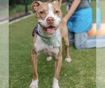 Small #3 American Staffordshire Terrier Mix