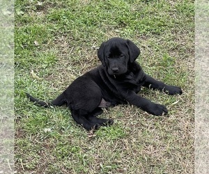 Medium Labrador Retriever