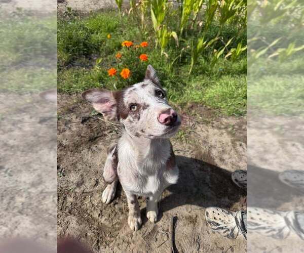 Medium Photo #1 Border Collie Puppy For Sale in SANDPOINT, ID, USA