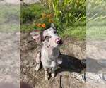 Atlas - Male Border Collie Puppy for Sale - Small photo