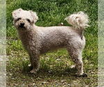Small #4 Poodle (Toy) Mix