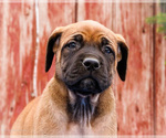 Small Photo #59 Mastiff Puppy For Sale in WAKARUSA, IN, USA
