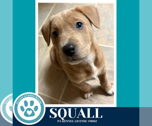 Medium Photo #1 Labrador Retriever-Unknown Mix Puppy For Sale in Kimberton, PA, USA