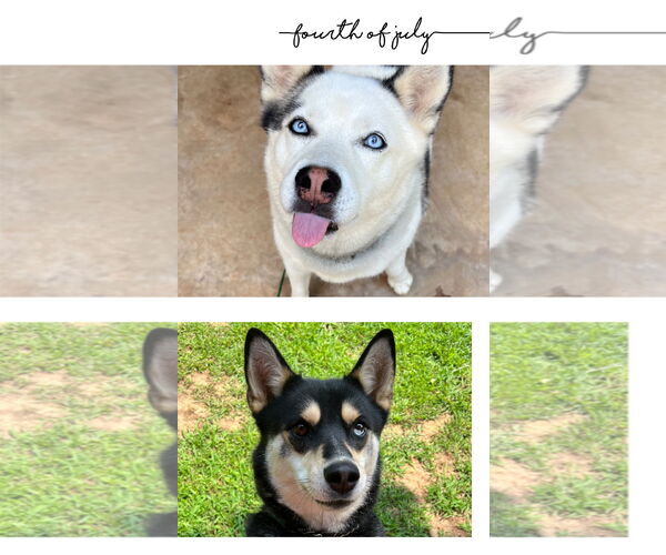 Medium Photo #2 Alusky Puppy For Sale in Cumming, GA, USA