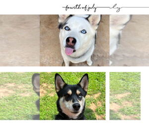 Resa - Female Alusky Dog for Adoption - Photo #2