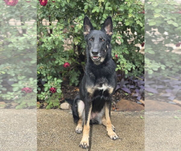 Medium Photo #5 German Shepherd Dog-Unknown Mix Puppy For Sale in PIPE CREEK, TX, USA