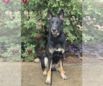 Small #4 German Shepherd Dog Mix