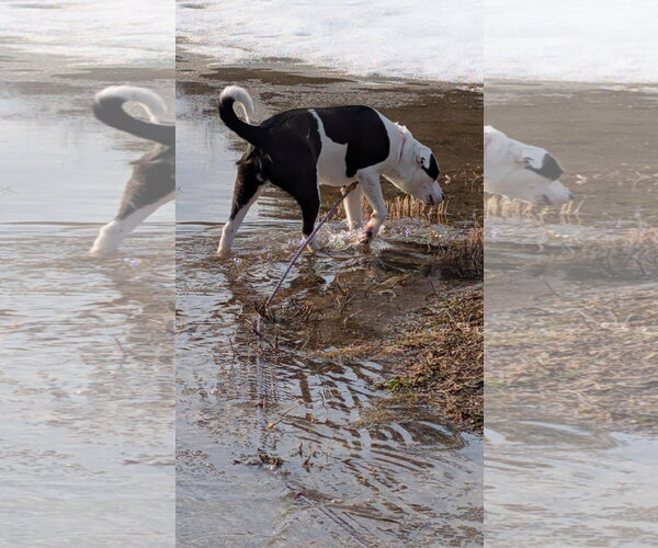 Medium Photo #3 Borador Puppy For Sale in Alexander, AR, USA
