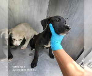 Labrador Retriever-Unknown Mix Dogs for adoption in San Antonio, TX, USA