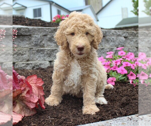 Medium Photo #6 Goldendoodle-Poodle (Standard) Mix Puppy For Sale in HONEY BROOK, PA, USA