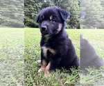 Puppy Aladdin Australian Shepherd