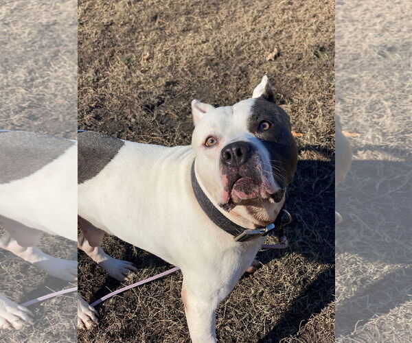 Medium Photo #2 American Pit Bull Terrier-Unknown Mix Puppy For Sale in Virginia Beach, VA, USA