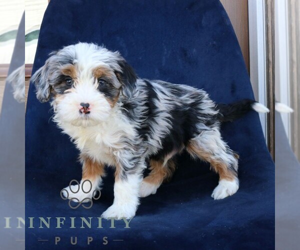 Medium Photo #2 Bernedoodle (Miniature) Puppy For Sale in NARVON, PA, USA