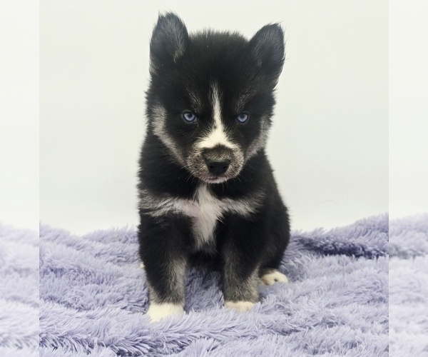 Medium Photo #3 Siberian Husky Puppy For Sale in SANDY HOOK, KY, USA