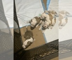 Small Photo #2 American Bulldog Puppy For Sale in SAINT LOUIS, MO, USA