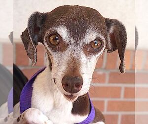 Alina - Female Jack Russell Terrier-Unknown Mix Dog for Adoption - Photo #7