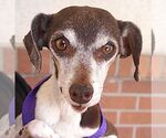 Small Photo #7 Jack Russell Terrier-Unknown Mix Puppy For Sale in Carrollton, TX, USA