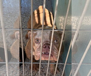 French Bulldog-Unknown Mix Dogs for adoption in Oakland Park, FL, USA