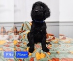 Small Photo #9 Goldendoodle Puppy For Sale in S HARRISN TWP, NJ, USA