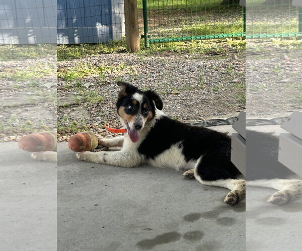 Medium Photo #2 Australian Shepherd Puppy For Sale in Hillsboro, MO, USA
