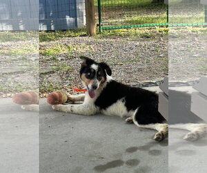 Millie - Female Australian Shepherd Dog for Adoption - Photo #2
