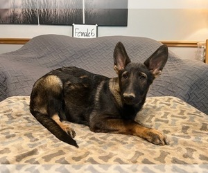 German Shepherd Dog Puppy for sale in LOGAN, OH, USA
