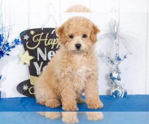 Bichpoo Puppy for sale in BEL AIR, MD, USA
