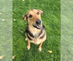 Small #6 German Shepherd Dog Mix