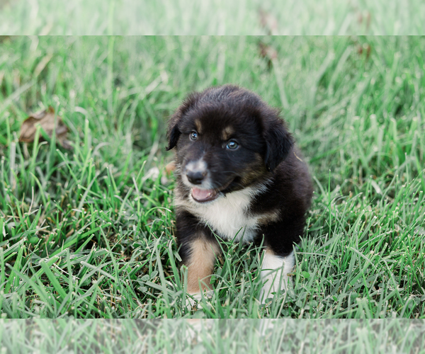 Medium Photo #26 Australian Shepherd Puppy For Sale in ARODA, VA, USA